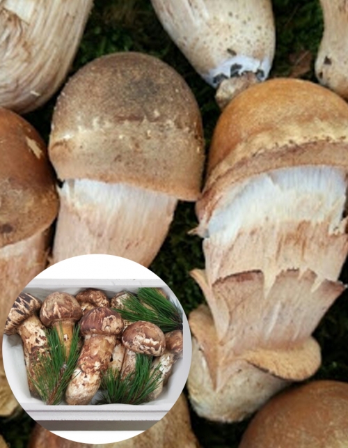 [한식단] 국내산 참송이 버섯 1kg 중품 실속형